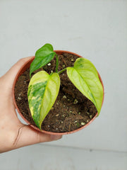 Monstera Siltepecana Aurea