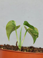Monstera Siltepecana Aurea
