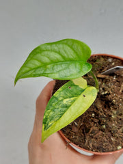 Monstera Siltepecana Aurea