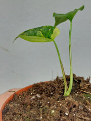 Monstera Siltepecana Aurea