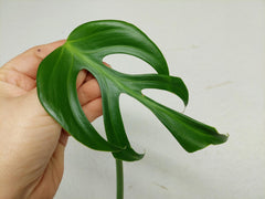 Monstera Burle Marx Flame Steckling Adult
