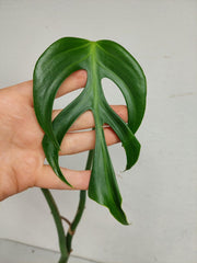 Monstera Burle Marx Flame Steckling Adult