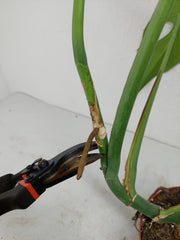Monstera Burle Marx Flame Steckling Adult