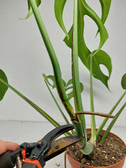 Monstera Burle Marx Flame Steckling Adult