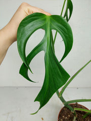 Monstera Burle Marx Flame Steckling Adult