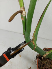 Monstera Burle Marx Flame Steckling Adult
