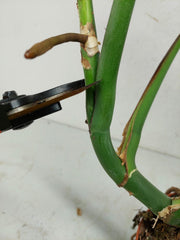 Monstera Burle Marx Flame Steckling Adult