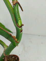 Monstera Burle Marx Flame Steckling Adult