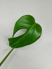 Monstera Burle Marx Flame Steckling Adult
