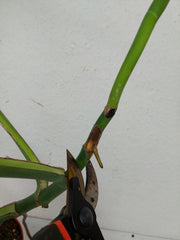 Monstera Burle Marx Flame Steckling Adult