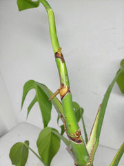 Monstera Burle Marx Flame Steckling Adult