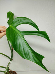 Monstera Burle Marx Flame Steckling Adult