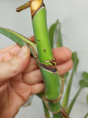Monstera Burle Marx Flame Steckling Adult