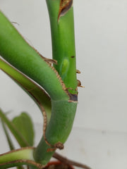 Monstera Burle Marx Flame Steckling Adult