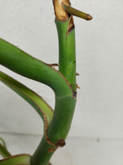 Monstera Burle Marx Flame Steckling Adult