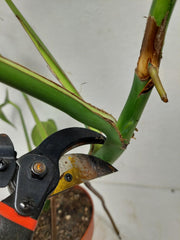 Monstera Burle Marx Flame Steckling Adult