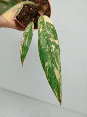 Philodendron Caramel Marble Variegata