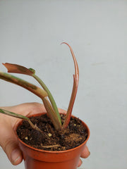 Philodendron Caramel Marble Variegata