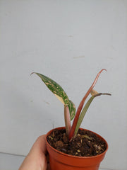 Philodendron Caramel Marble Variegata