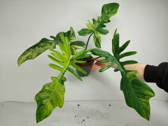 Philodendron Florida Beauty x Mayoi Variegata