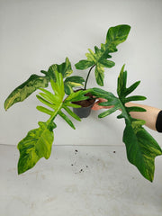 Philodendron Florida Beauty x Mayoi Variegata