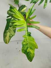 Philodendron Florida Beauty x Mayoi Variegata