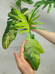 Philodendron Florida Beauty x Mayoi Variegata