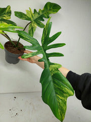 Philodendron Florida Beauty x Mayoi Variegata