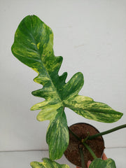 Philodendron Florida Beauty x Mayoi Variegata