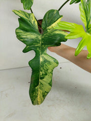 Philodendron Florida Beauty x Mayoi Variegata