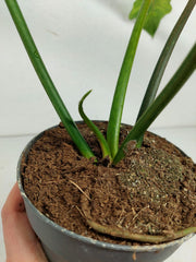 Philodendron Florida Beauty x Mayoi Variegata