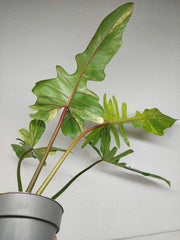 Philodendron Florida Beauty x Mayoi Variegata