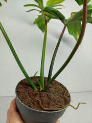 Philodendron Florida Beauty x Mayoi Variegata