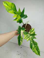 Philodendron Florida Beauty x Mayoi Variegata