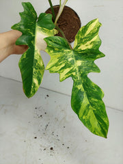 Philodendron Florida Beauty x Mayoi Variegata