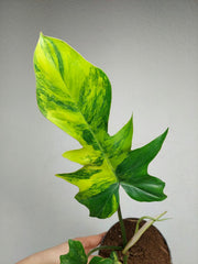 Philodendron Florida Beauty x Mayoi Variegata