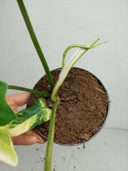 Philodendron Florida Beauty x Mayoi Variegata