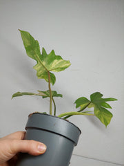 Philodendron Florida Beauty x Mayoi Variegata