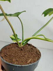 Philodendron Florida Beauty x Mayoi Variegata