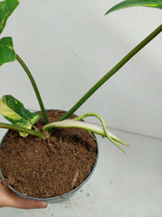 Philodendron Florida Beauty x Mayoi Variegata