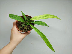 Anthurium Vittarifolium Variegata