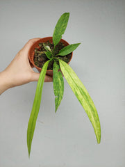 Anthurium Vittarifolium Variegata
