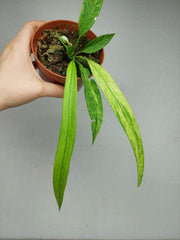 Anthurium Vittarifolium Variegata