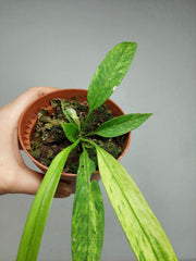 Anthurium Vittarifolium Variegata