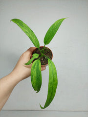 Anthurium Vittarifolium Variegata