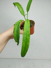 Anthurium Vittarifolium Variegata
