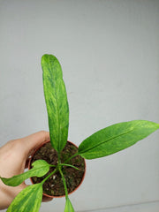 Anthurium Vittarifolium Variegata