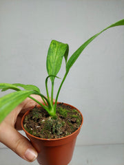 Anthurium Vittarifolium Variegata