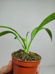 Anthurium Vittarifolium Variegata