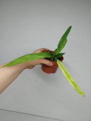 Anthurium Vittarifolium Variegata